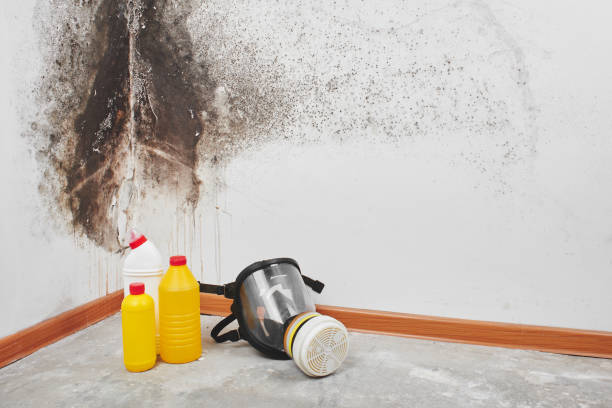 Best Black Mold Removal  in Corbin, KY