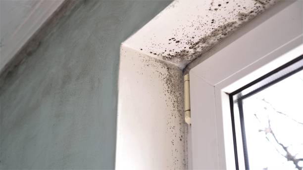 Best Mold Testing and Removal  in Corbin, KY