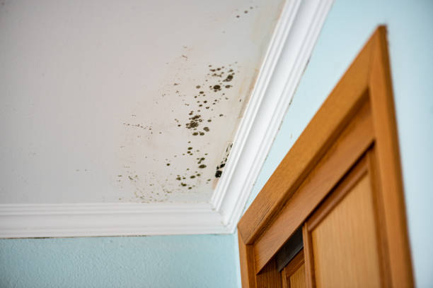 Best Home Mold Removal  in Corbin, KY