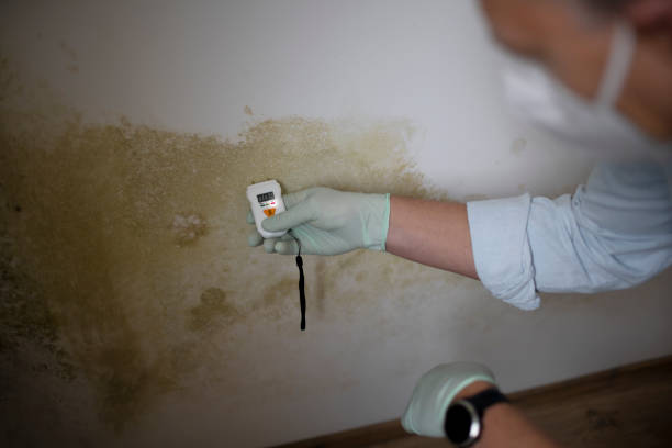 Best Residential Mold Removal  in Corbin, KY