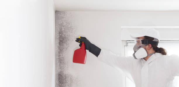 Best Mold Remediation  in Corbin, KY