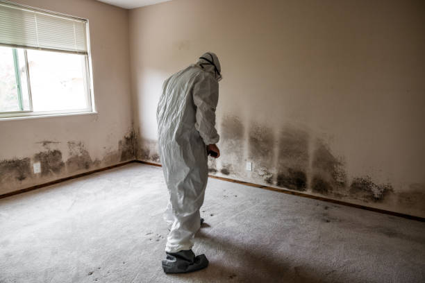 Best Fast Mold Removal  in Corbin, KY