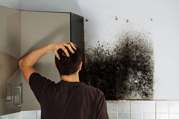 Best Emergency Mold Removal  in Corbin, KY