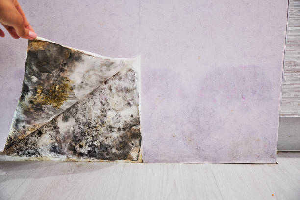  Corbin, KY Mold Removal Pros